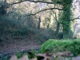 floresta